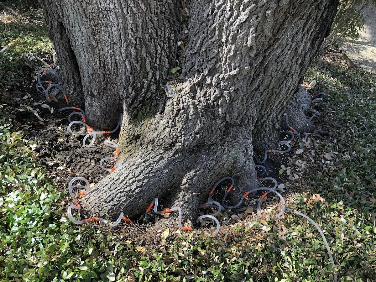 Detailed Tree Cabling and Bracing job site in Shafer