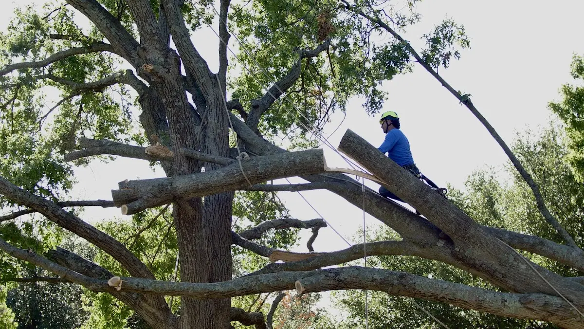 Professional Hazardous Tree Removal performed by certified arborists in Shafer