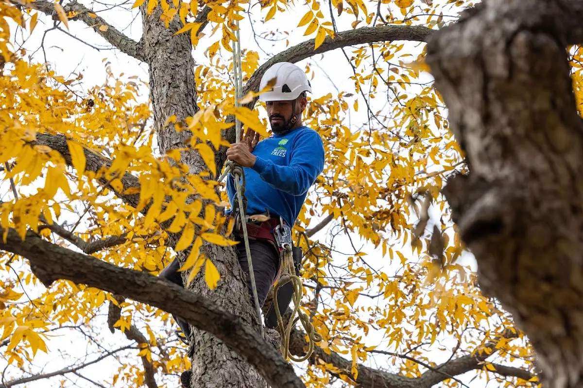 Skilled Tree Pruning crew working in Shafer