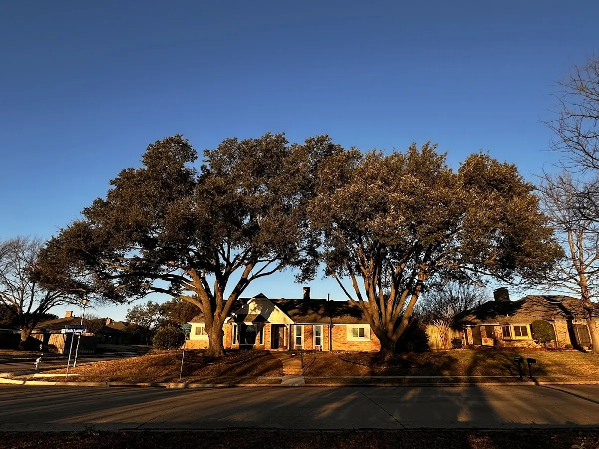 Established residential canopy tree shading a home in Shafer